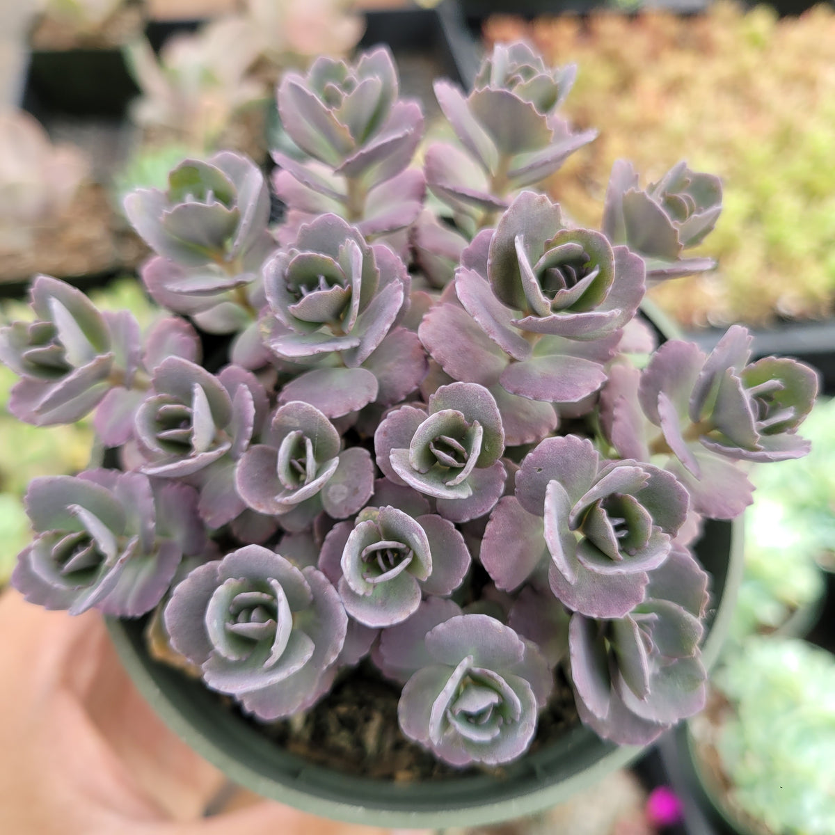 SunSparkler® Sedum 'Blue Pearl' - Succulents Depot