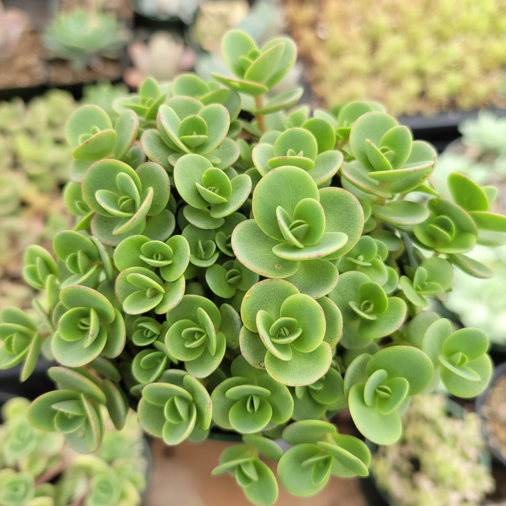 SunSparkler® Sedum 'Lime Zinger' succulent with dense green rosettes.