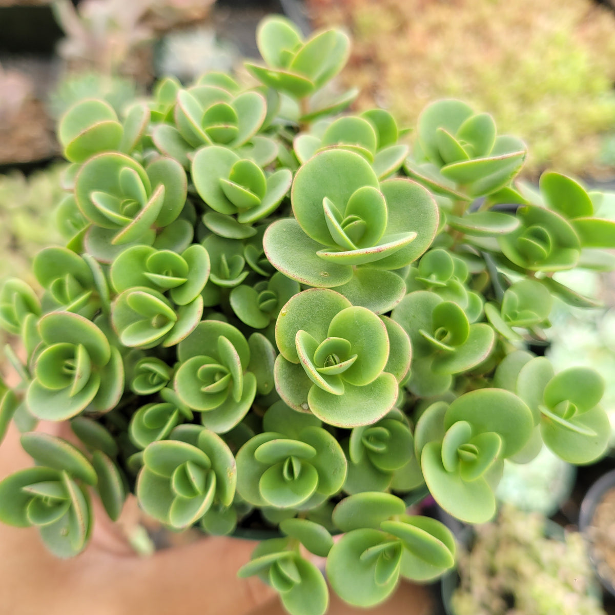 SunSparkler® Sedum 'Lime Zinger'