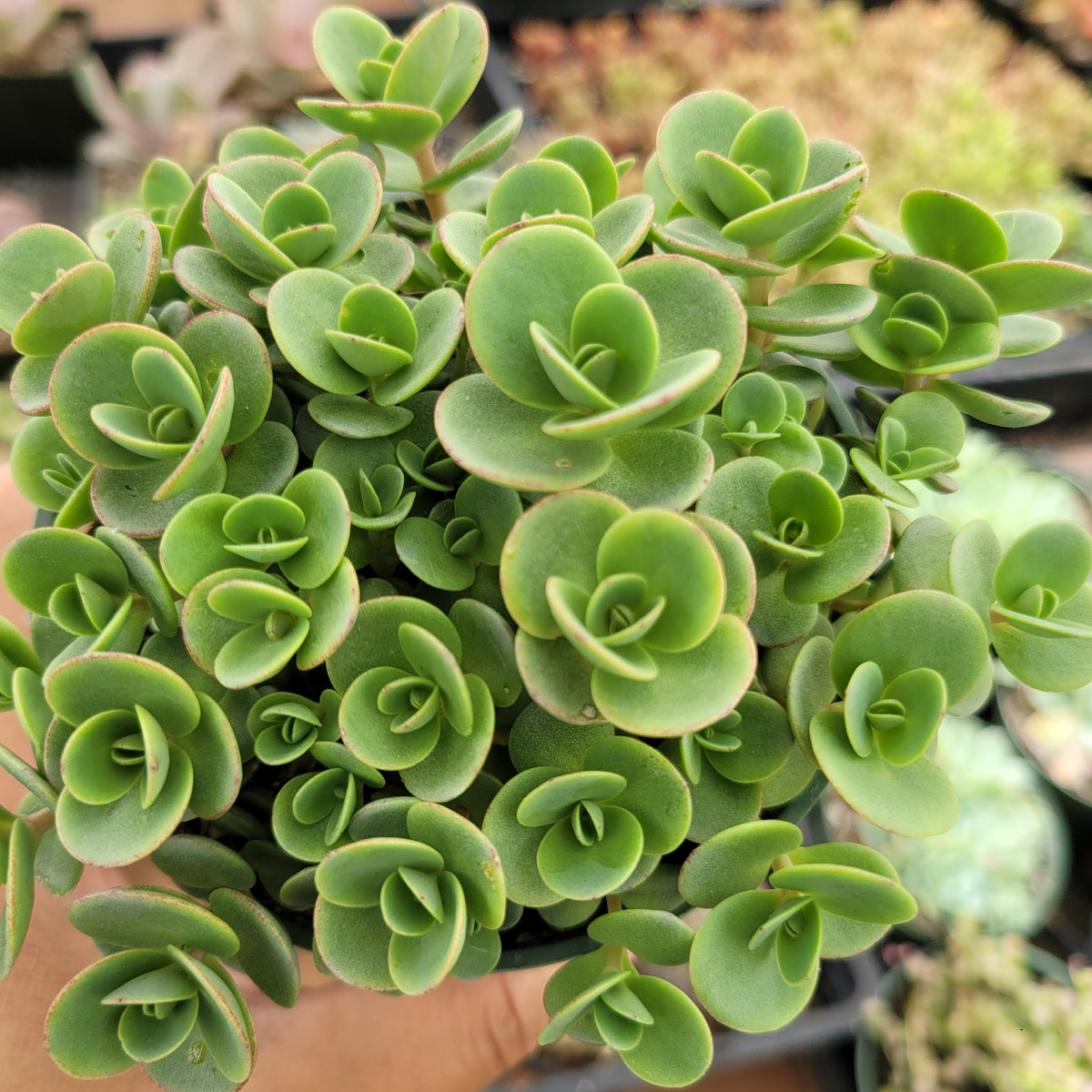 SunSparkler® Sedum 'Lime Zinger'