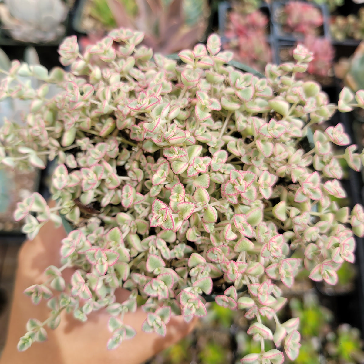 Plectranthus tomentosa - Vicks Plant