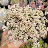 Sedum 'Little Missy' - Succulents Depot