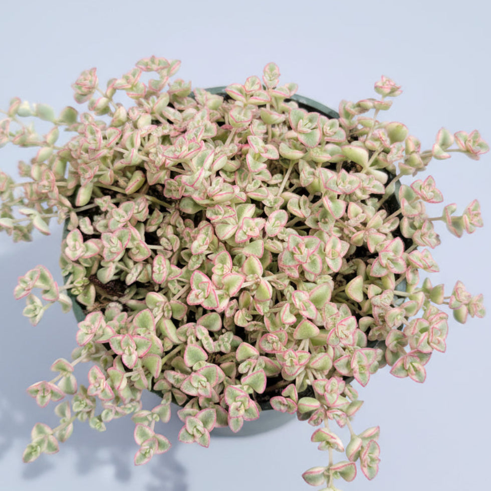 Sedum 'Little Missy' potted succulent with heart-shaped trailing leaves.