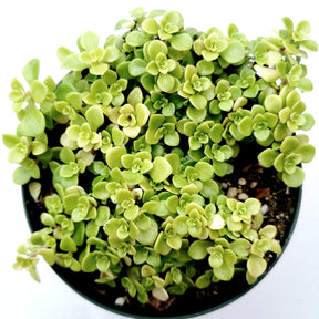 Sedum makinoi 'Ogon' Japanese Stonecrop