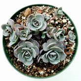 SunSparkler® Sedum 'Blue Elf' in green pot with rosettes.