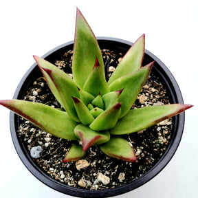 echeveria lipstick succulent Echeveria agavoides 'Lipstick'