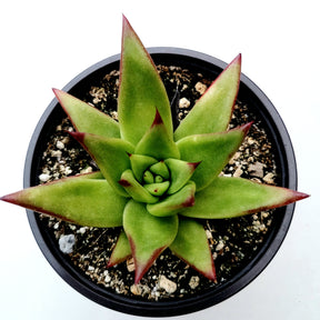 lipstick succulent plant Echeveria agavoides 'Lipstick'