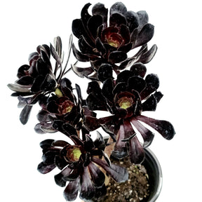 black leaf succulent Aeonium arboreum 'Black Rose' 2 Inch