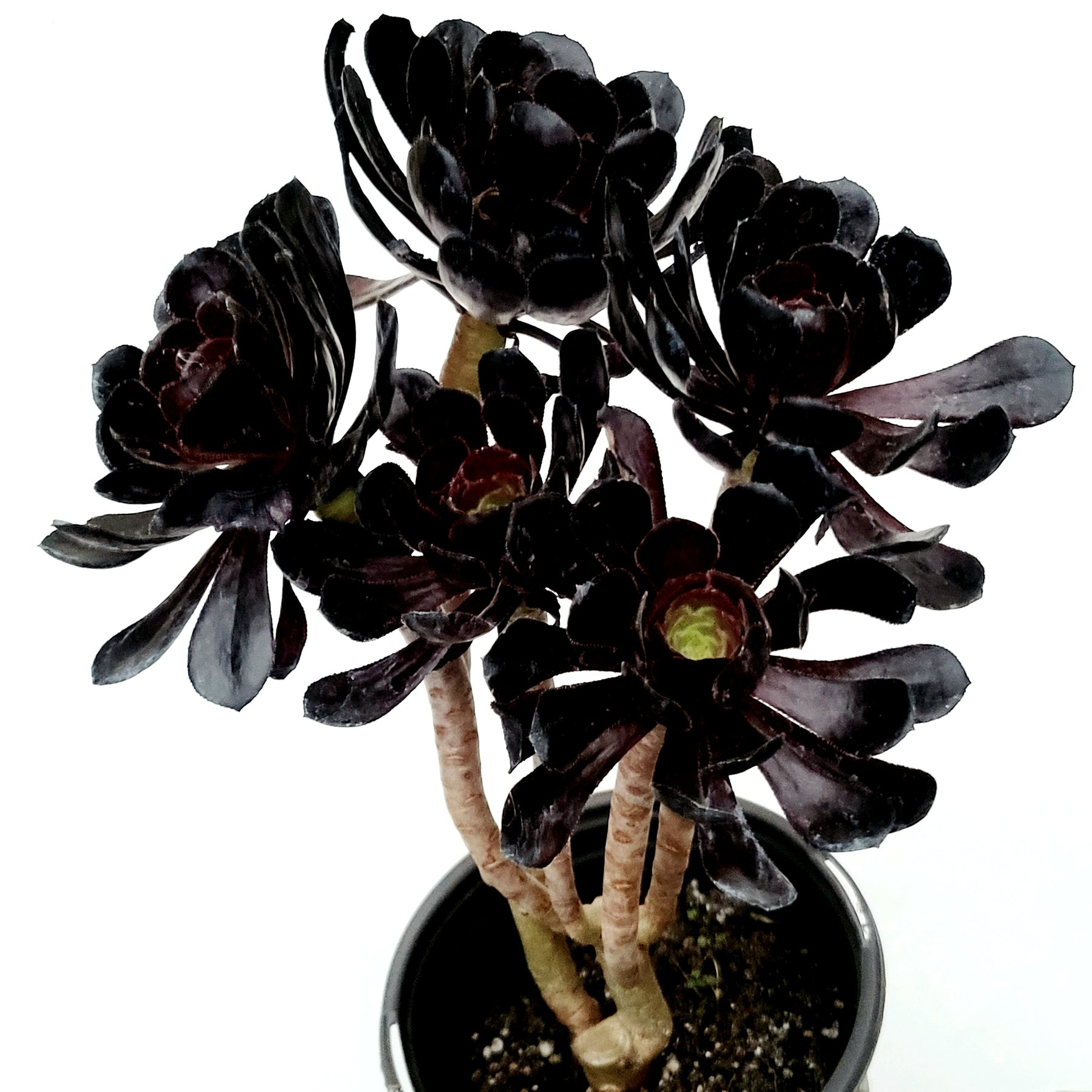 Aeonium arboreum 'Black Rose' - Succulents Depot