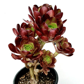Aeonium arboreum 'Silk Pinwheel'