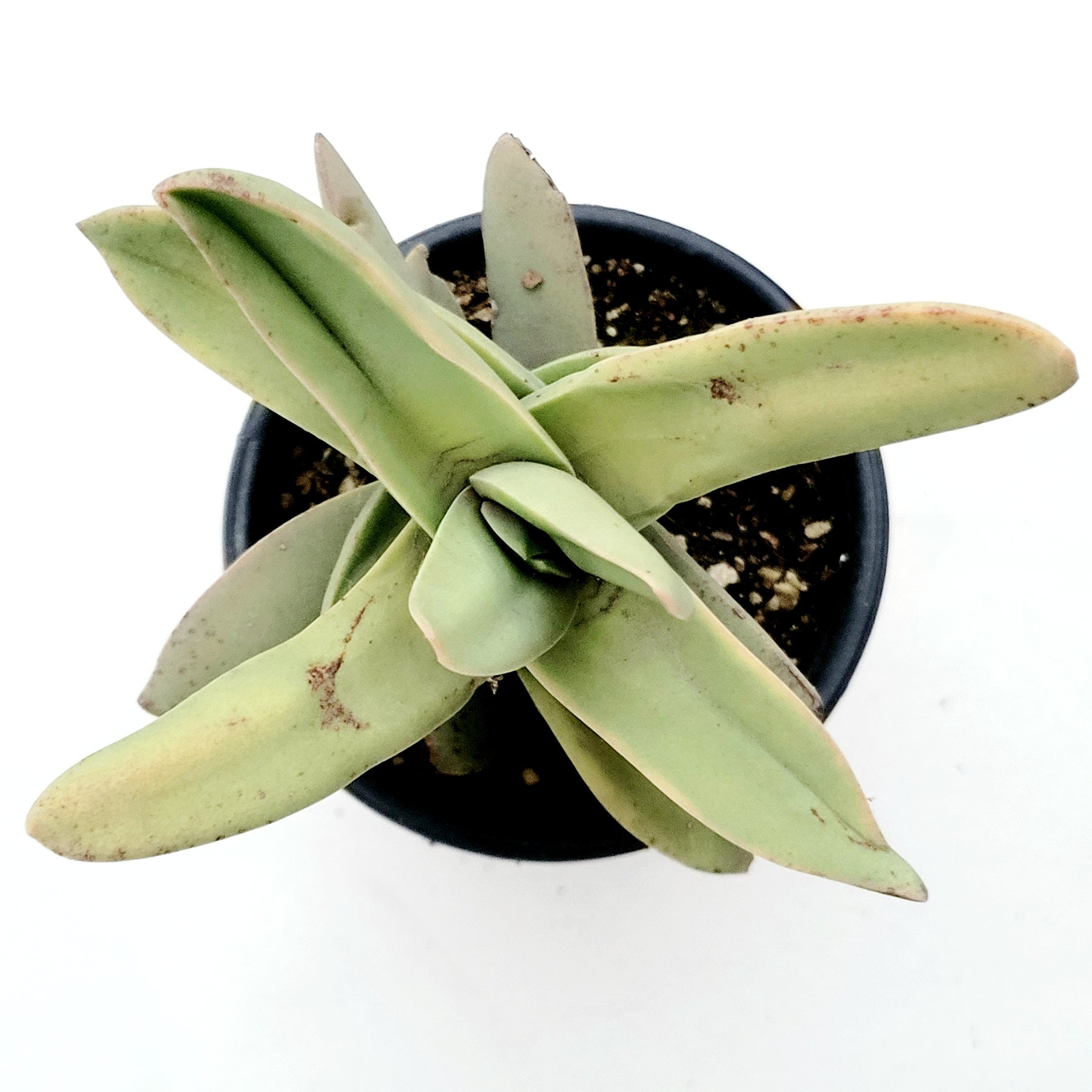 propeller jade plant Crassula falcata 'Propeller Plant' -