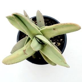 Crassula falcata 'Propeller Plant' - Succulents Depot