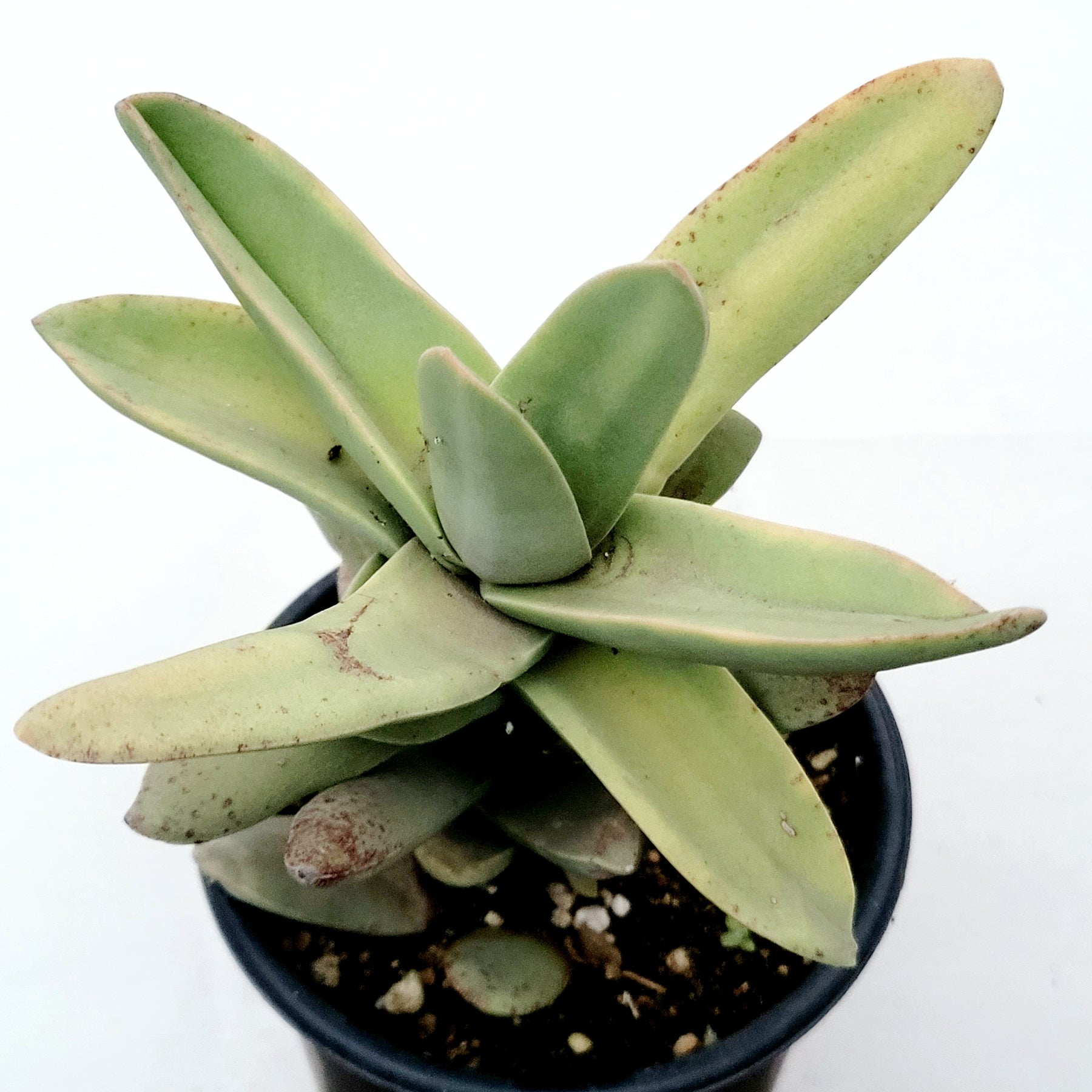 crassula falcata succulent Crassula falcata 'Propeller Plant'