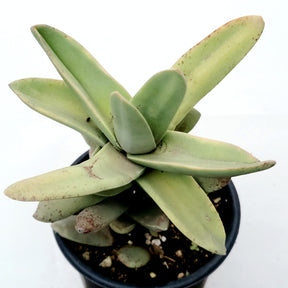 Crassula falcata 'Propeller Plant' - Succulents Depot