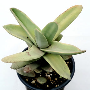 falcata succulent Crassula falcata 'Propeller Plant' 4 Inch