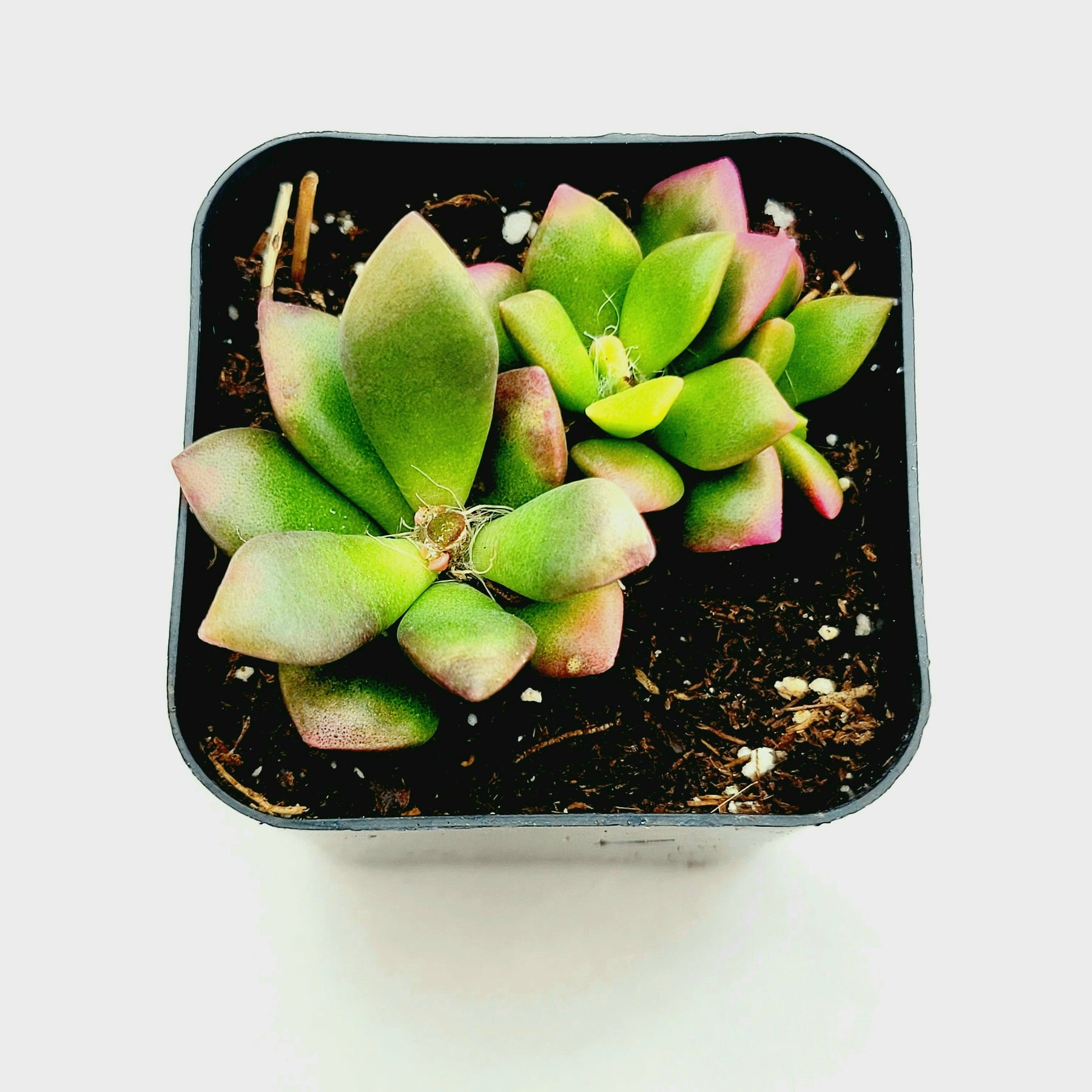 succulent sunrise Anacampseros telephiastrum variegata 'Sunrise'