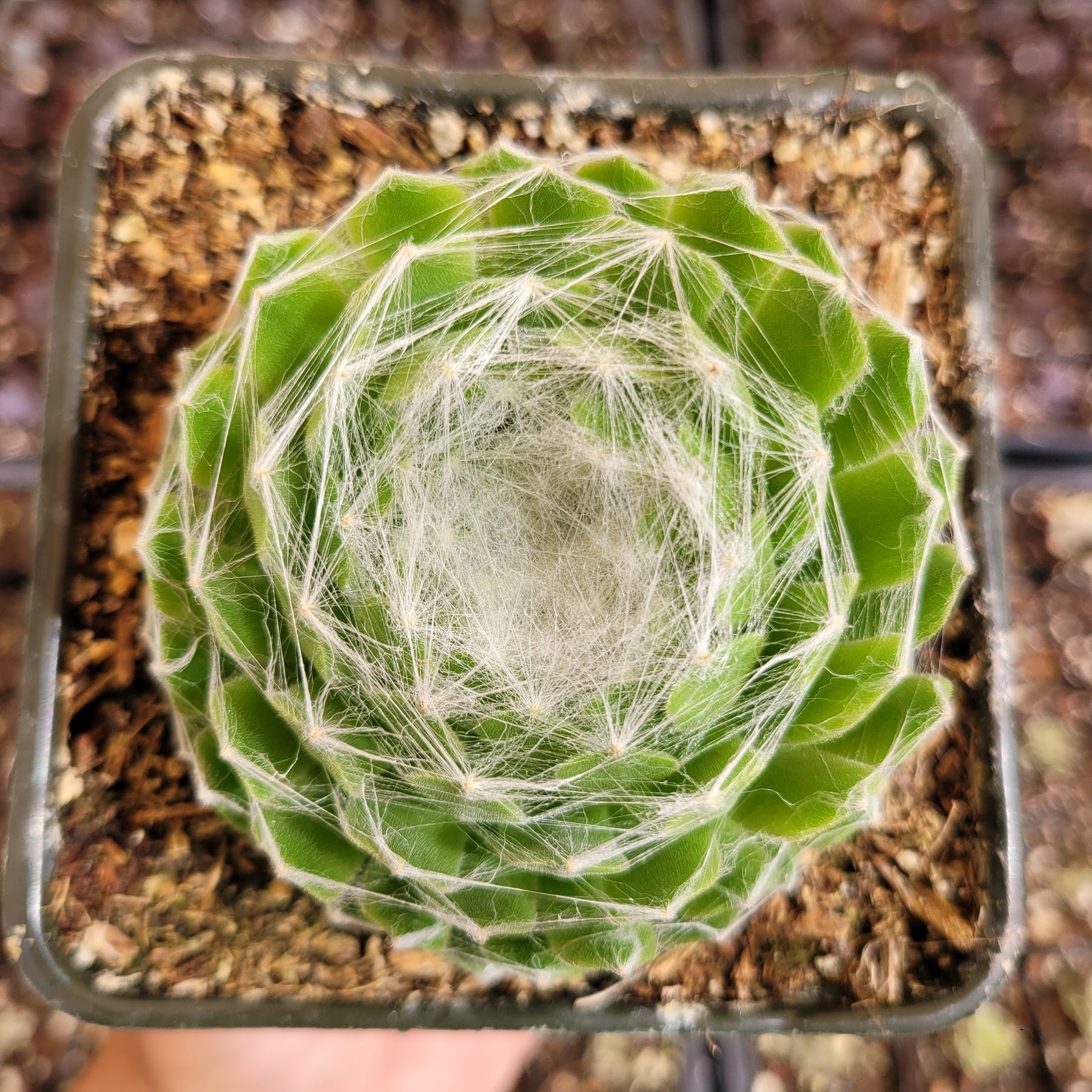 sempervivum spider web succulent Sempervivum 'Hurricane'