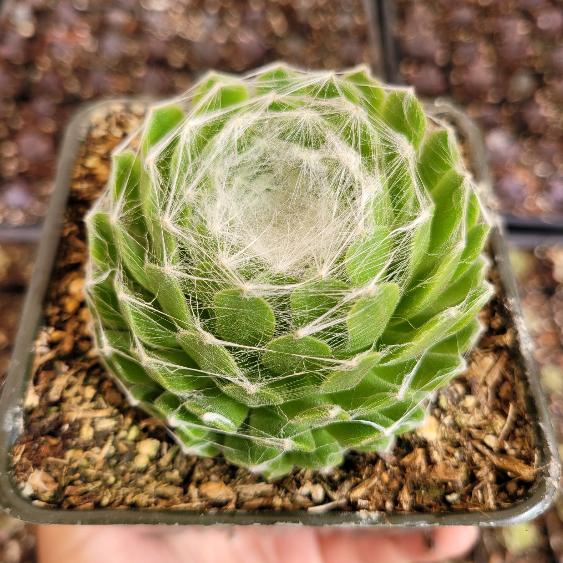 succulents with webs Sempervivum 'Hurricane'