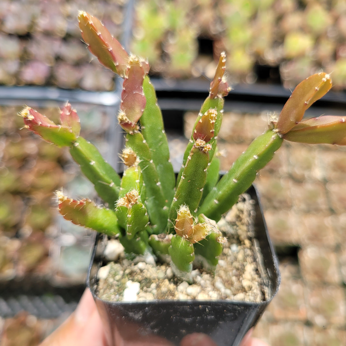 Rhipsalis Hatiora Salicornioides, String of Pearls, Donkey Tail 