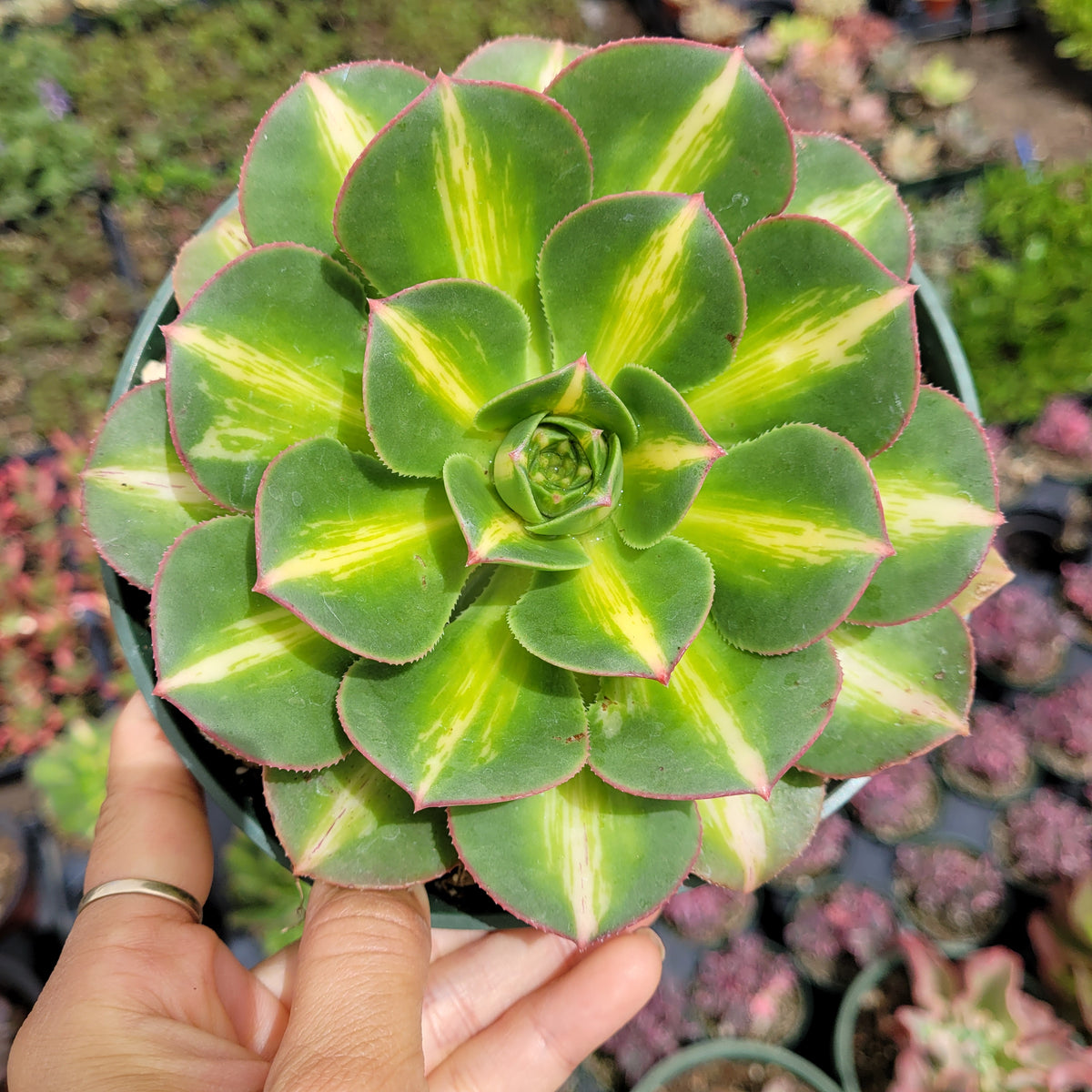 Aeonium 'Starburst'