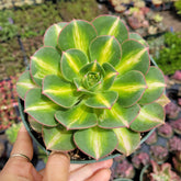 Aeonium 'Starburst'