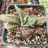 Gasteria frosty