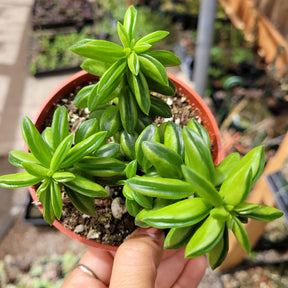Peperomia axillaris - Succulents Depot