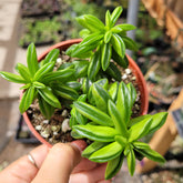 Peperomia axillaris in nursery pot with young succulent shoots.