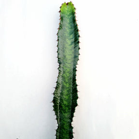 Euphorbia acrurensis 'Desert Candle'
