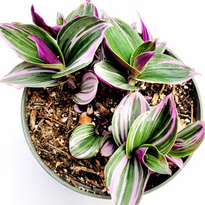Tradescantia 'Nanouk' Pink Wandering Dude