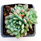 Sedeveria 'Blue Elf' in square pot with blue-green rosettes.