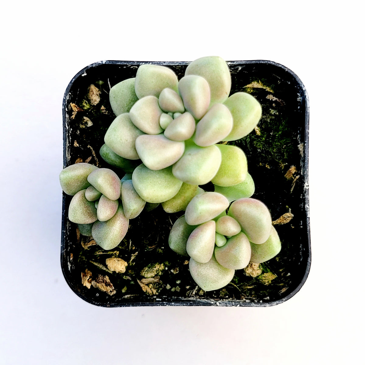 Graptoveria mendozae [Fragile]