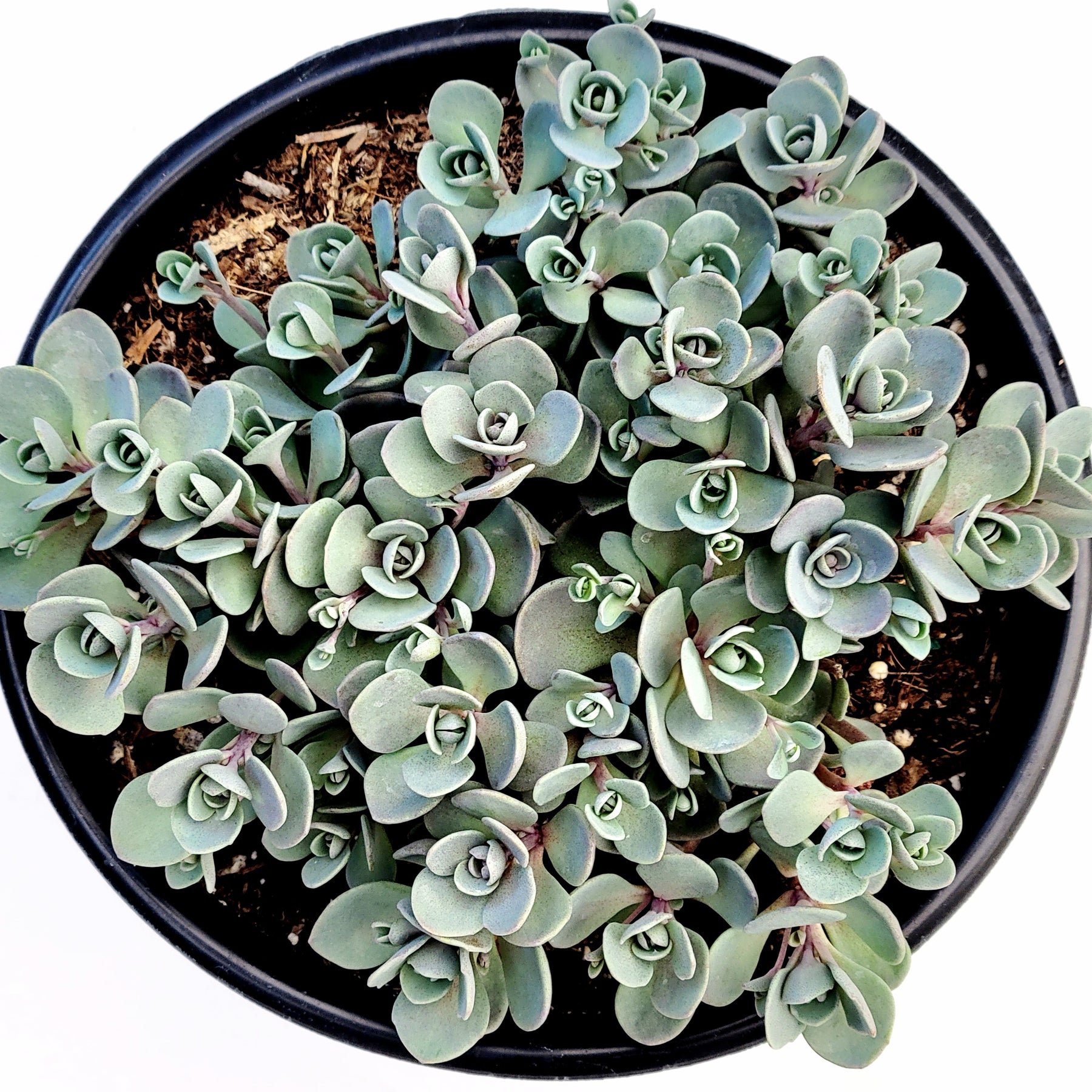 sedum blue elf succulent SunSparkler® Sedum 'Blue Elf' -