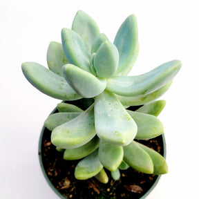 Graptosedum Blue Giant
