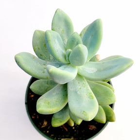 Graptosedum Blue Giant