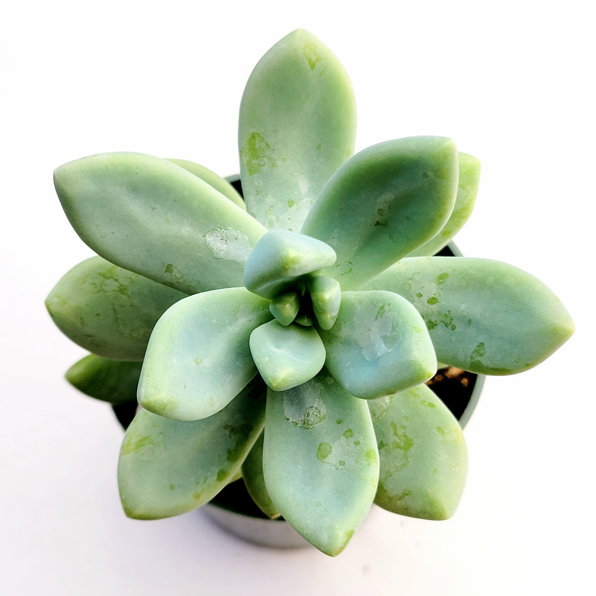 Graptosedum Blue Giant