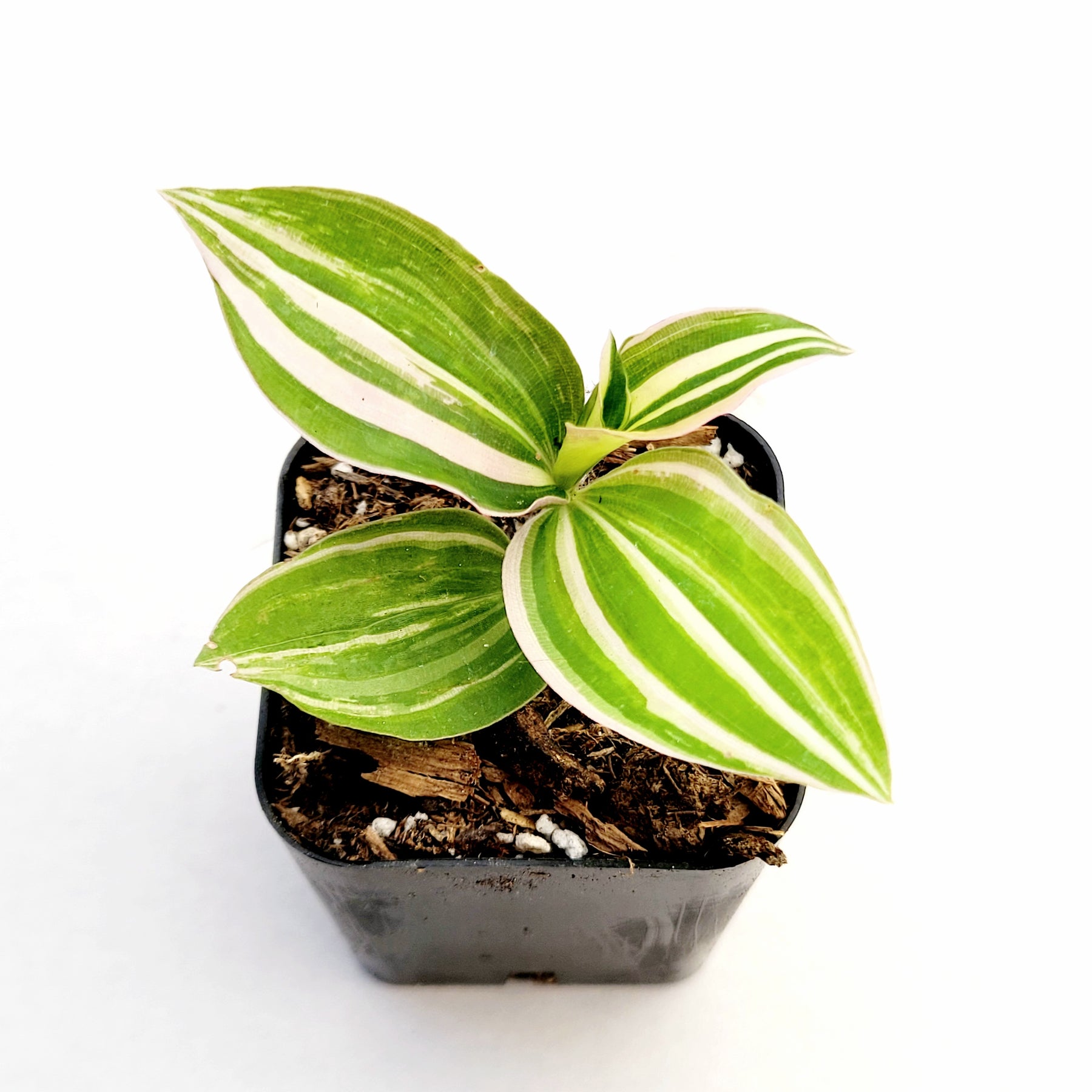 house plant wandering dude pot Tradescantia fluminensis Variegata Wandering Dude 2 Inch