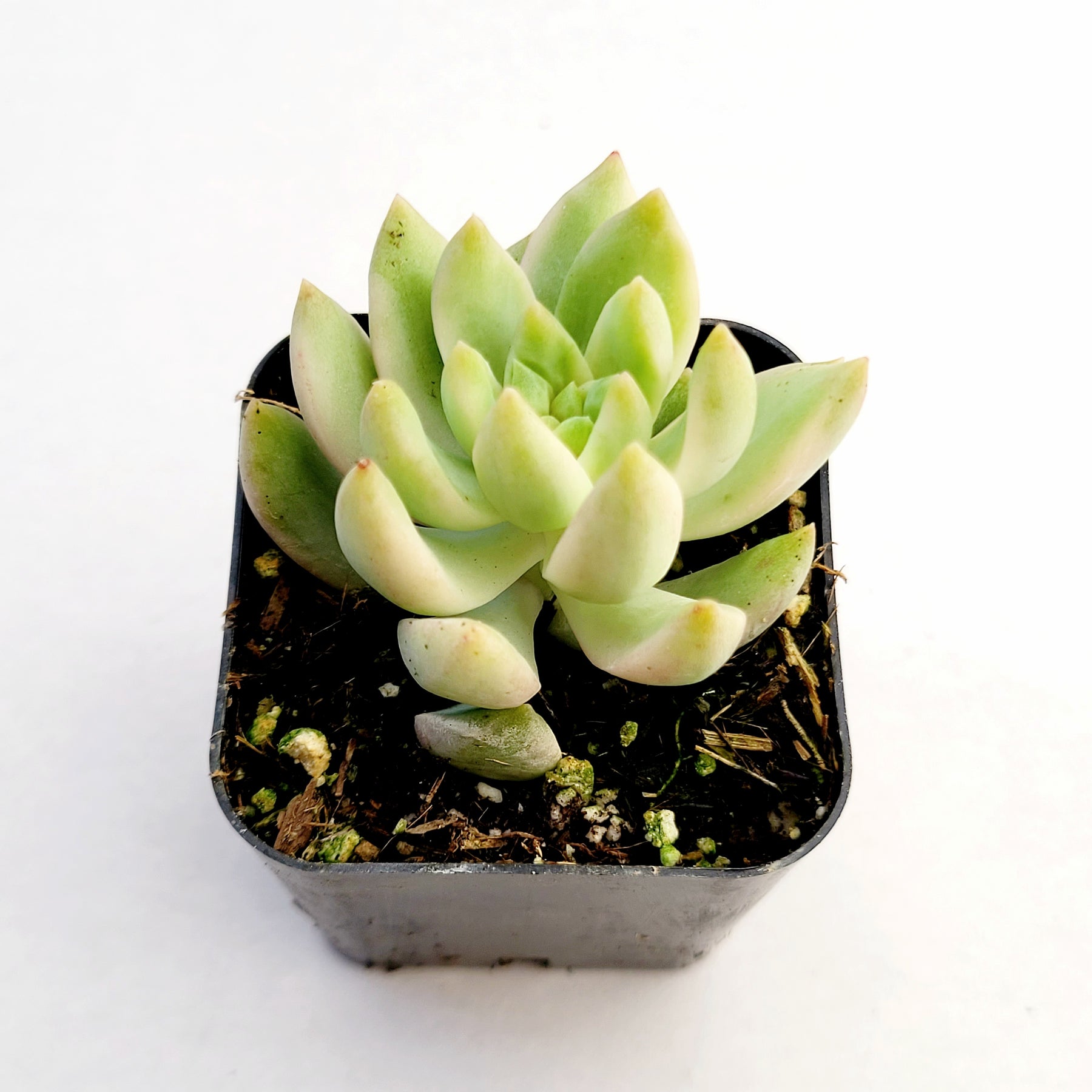 succulent sedum adolphii Sedum adolphii Variegata