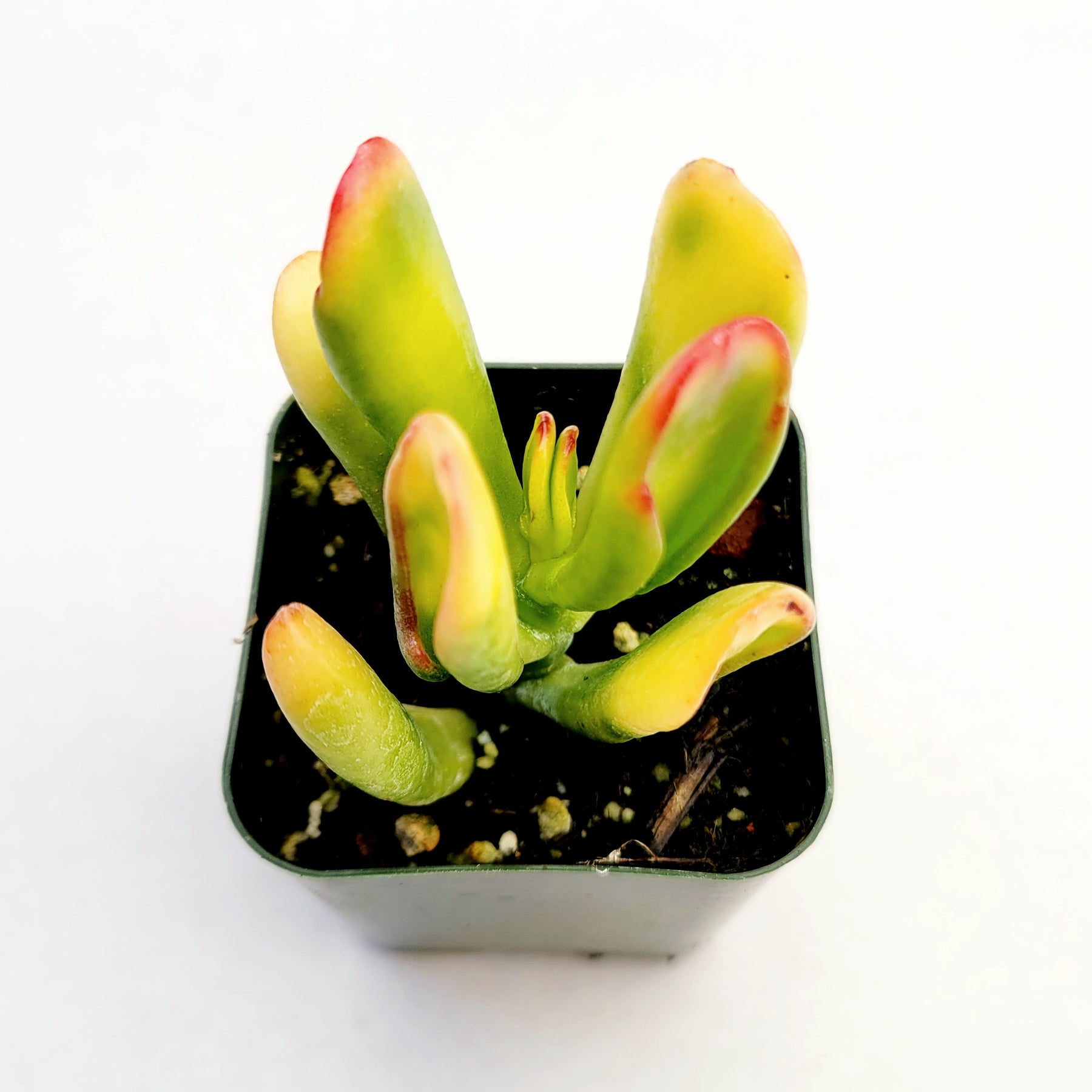 Crassula ovata Variegated 'ET's Fingers' Jade