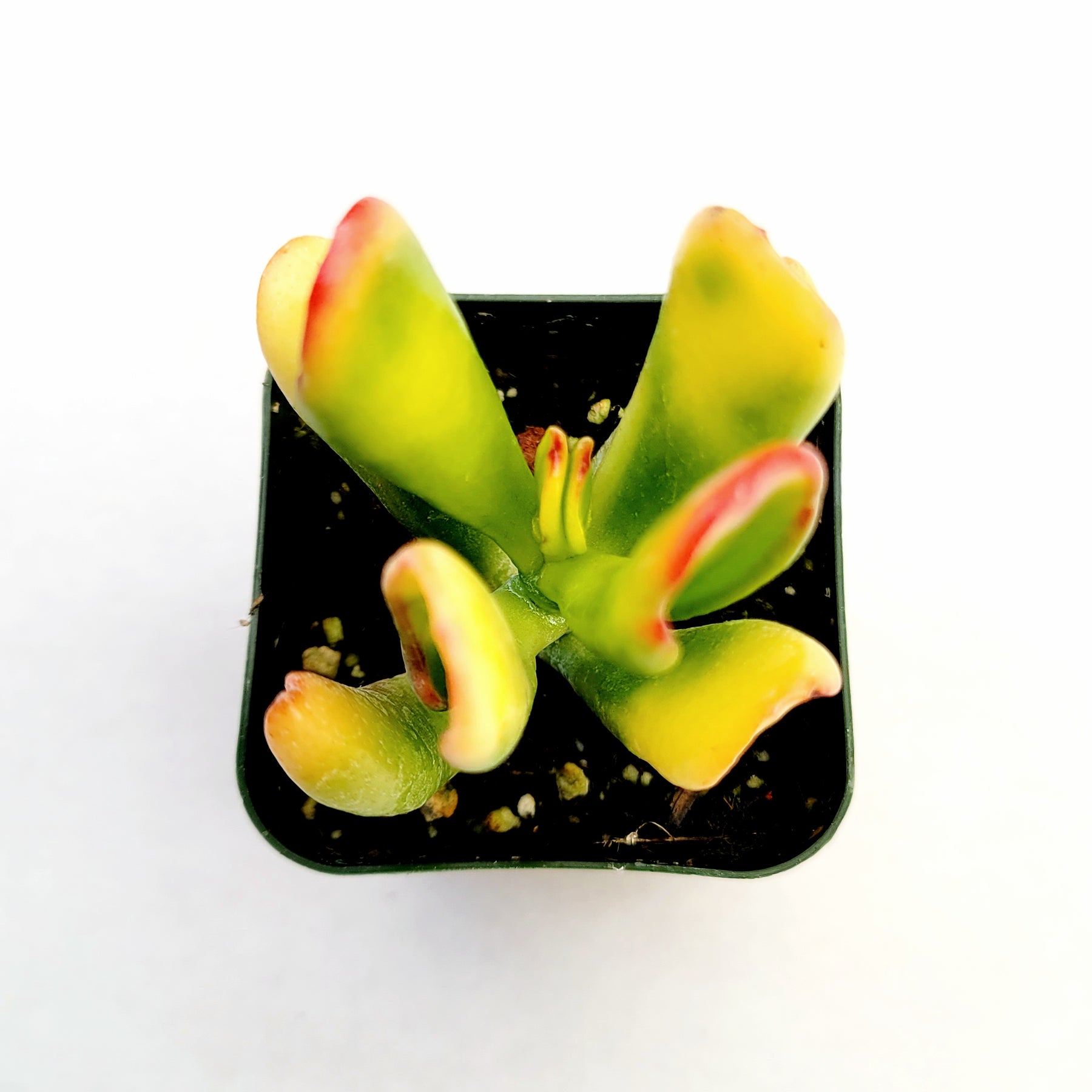 Crassula ovata Variegated 'ET's Fingers' Jade