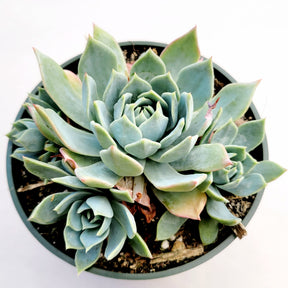 Echeveria 'Blue Mist' - Succulents Depot