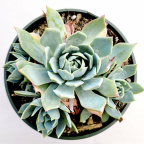 Echeveria 'Blue Mist' - Succulents Depot