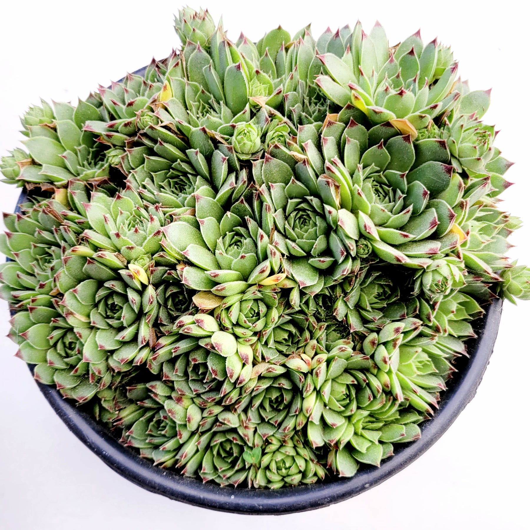 Sempervivum calcareum 'Greenii' - Succulents Depot