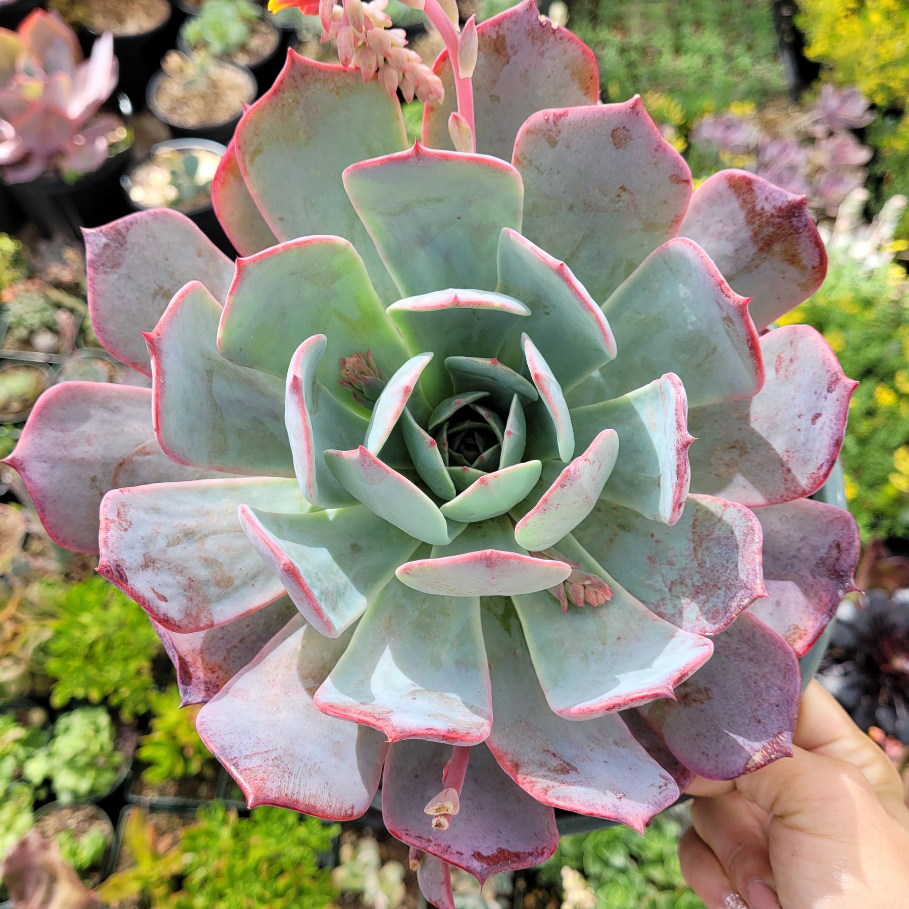 succulent with long green leaves Echeveria Laulensis