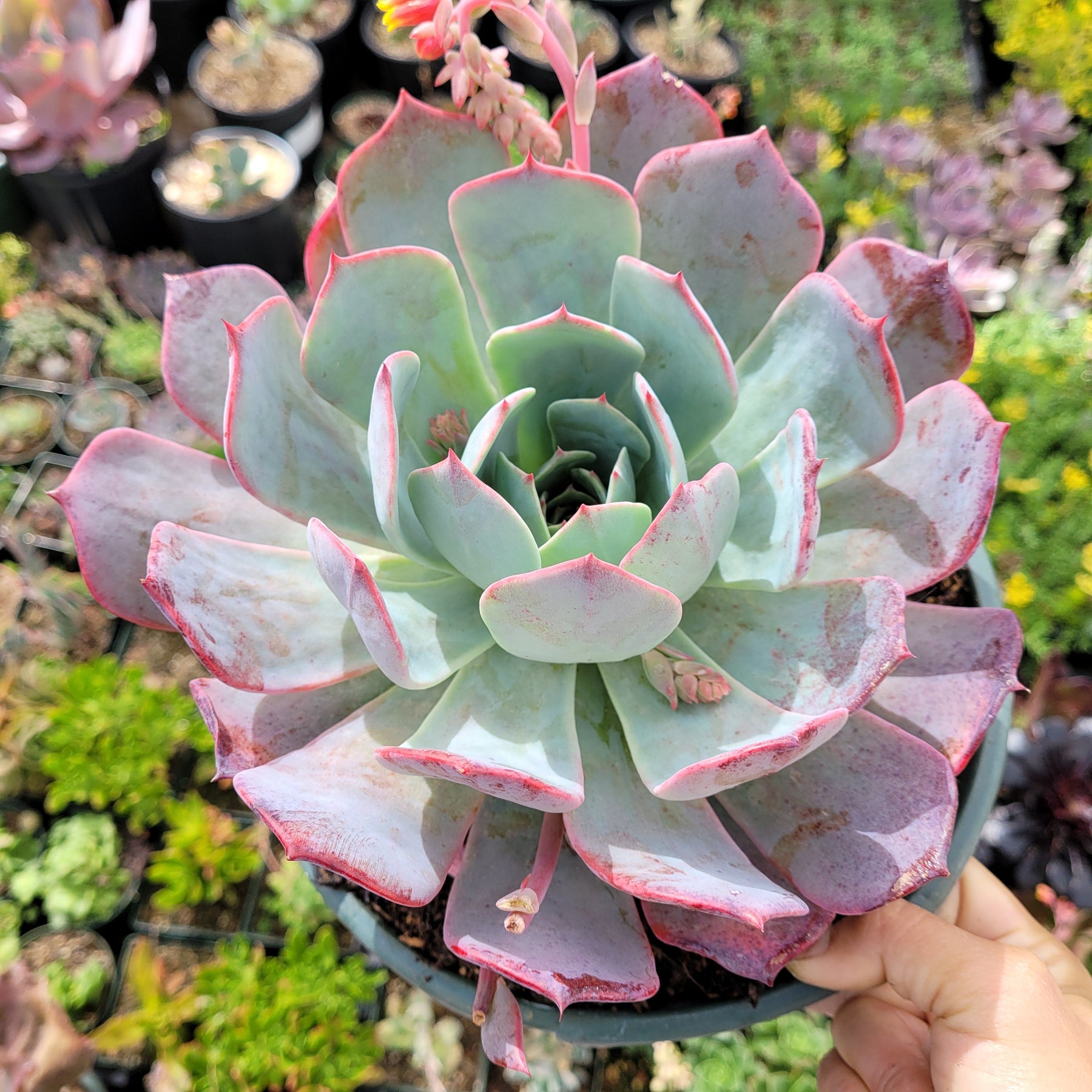 succulent with pink stem and green leaves Echeveria Laulensis