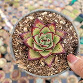 Echeveria agavoides 'Ebony' in nursery pot.