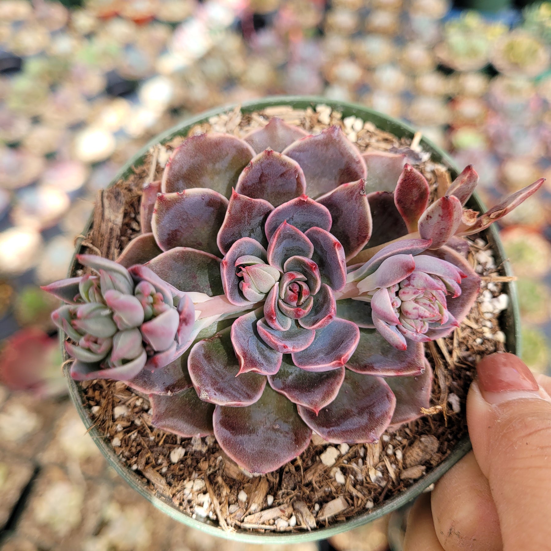 succulent plant sale womens club santa fe Echeveria Santa lewis
