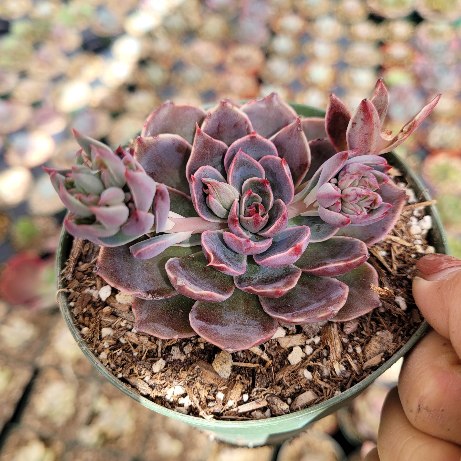 fully grown succulent plants Echeveria Santa lewis -