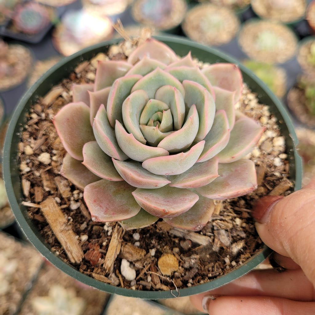 butterfly succulent Echeveria Pink Butterfly
