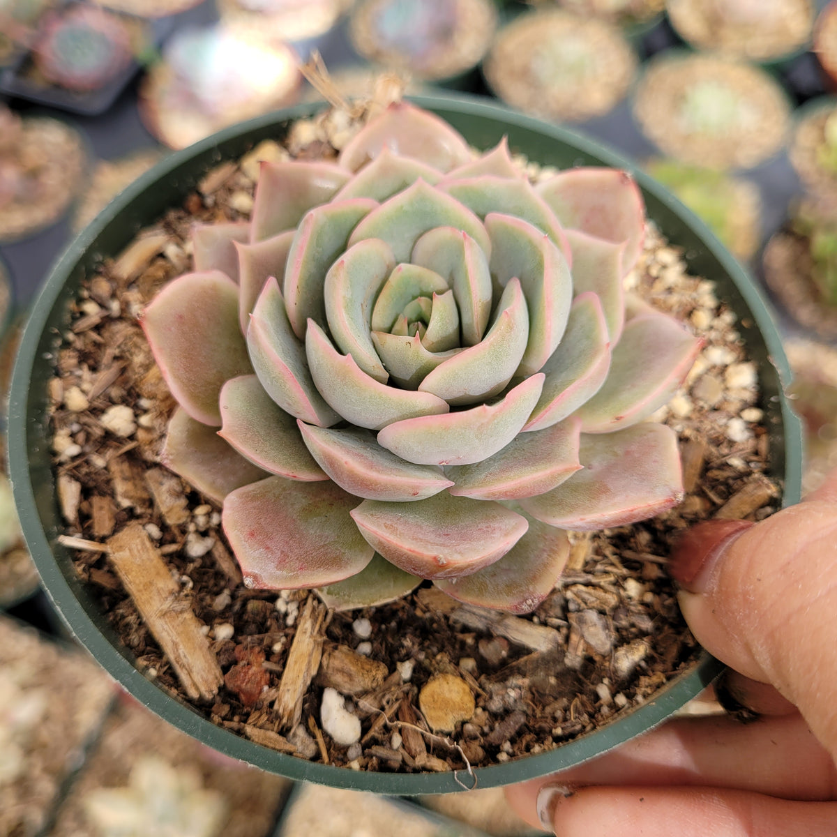 Echeveria Pink Butterfly